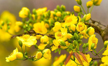 Cách chăm sóc mai vàng nở hoa đúng mồng 1 Tết